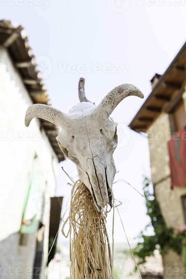 cráneo de animal viejo foto