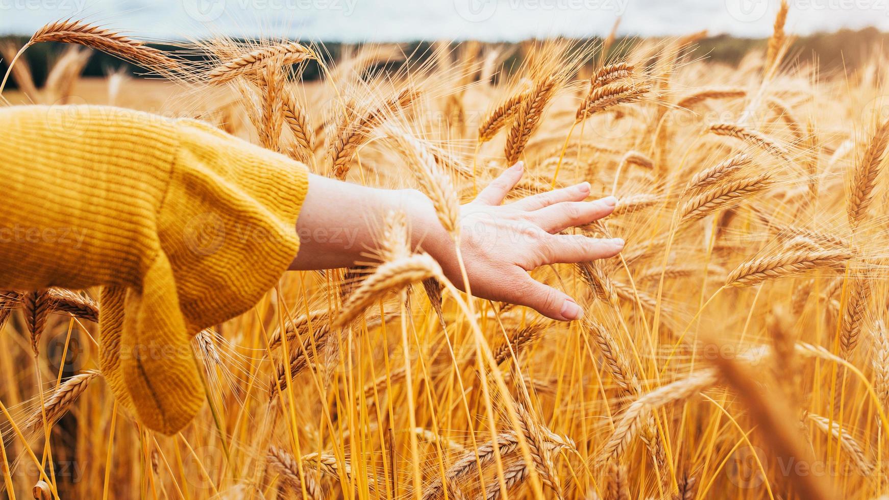 A woman walks across a farm field with ripe wheat at the end of summer stroking ears of corn with a gentle hand - love and care of the farmer photo