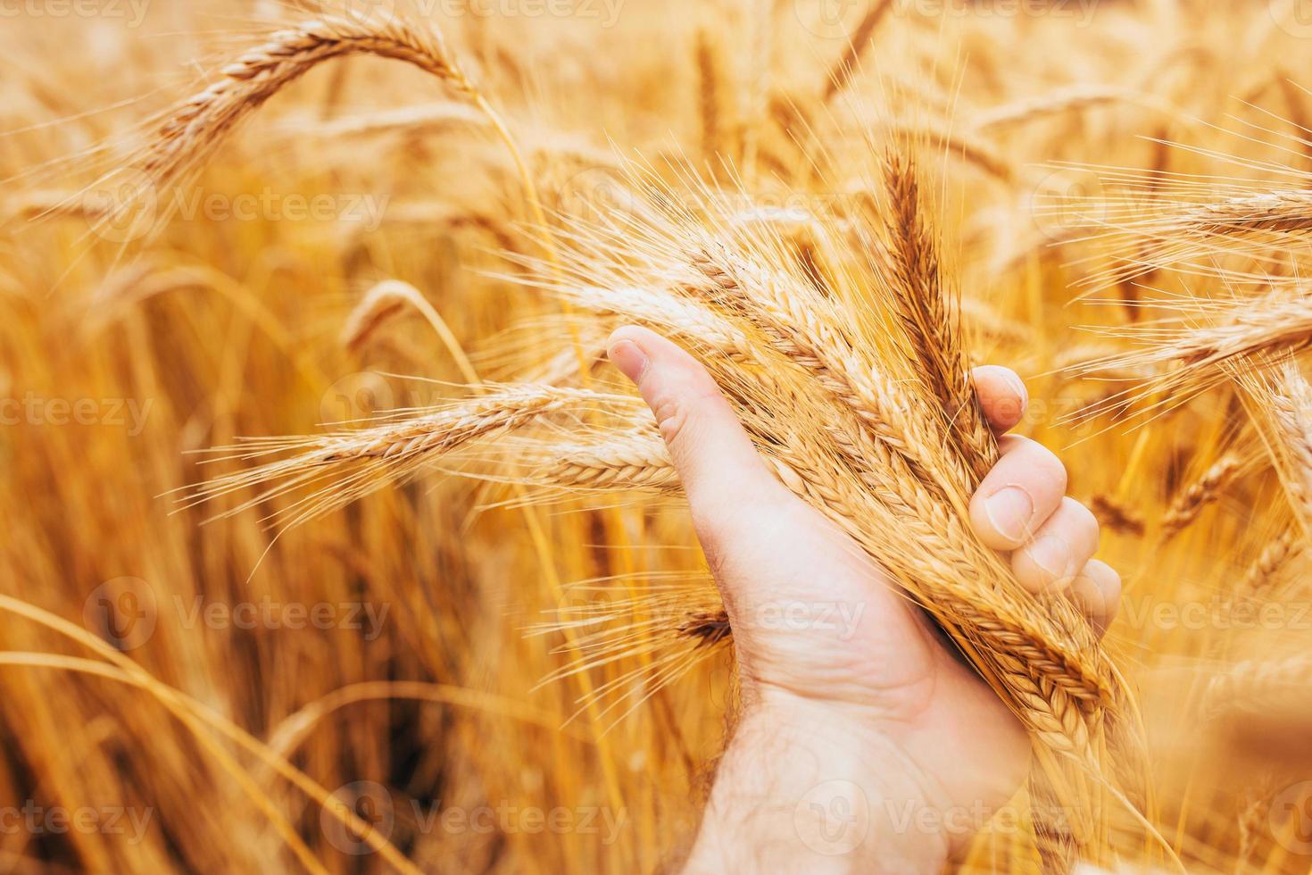 Beautiful yellow color of ripe grain and dry ears in the farmer caring hand - a rich harvest of grain crops photo