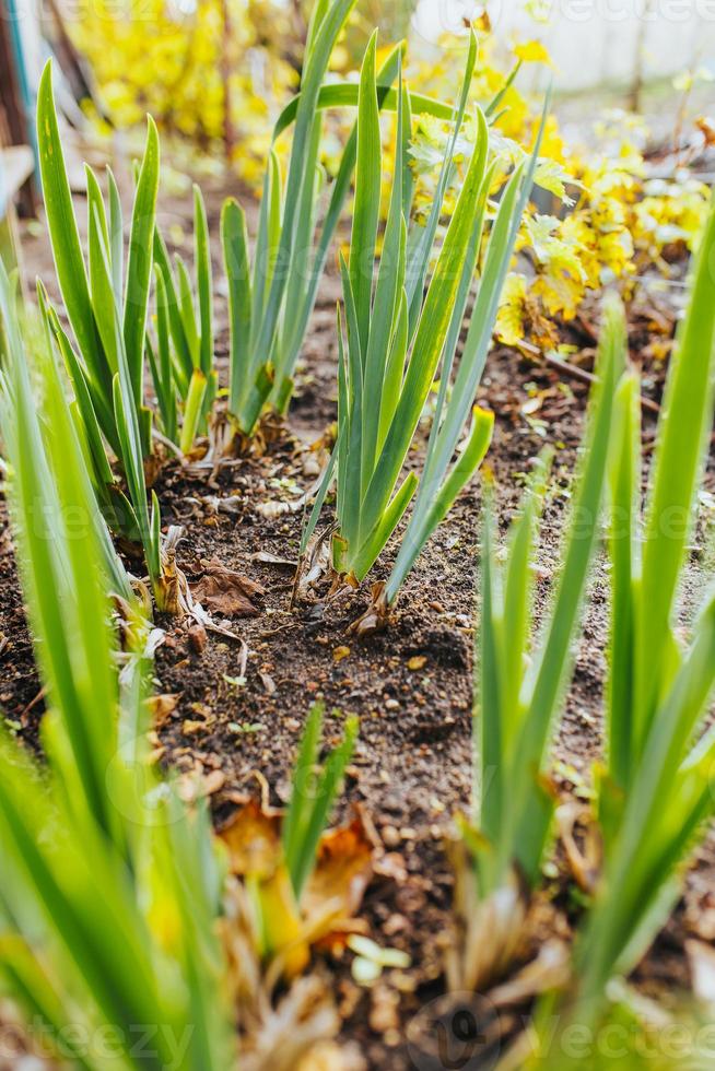 huerto del patio trasero - bayas y verduras en las camas - agricultor aficionado foto