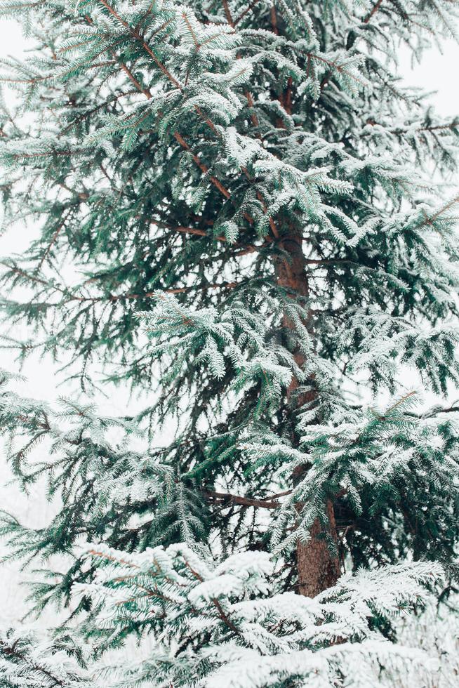 Ramas de abeto cubiertas de nieve en el bosque de invierno - primer plano de agujas verdes - día nublado foto