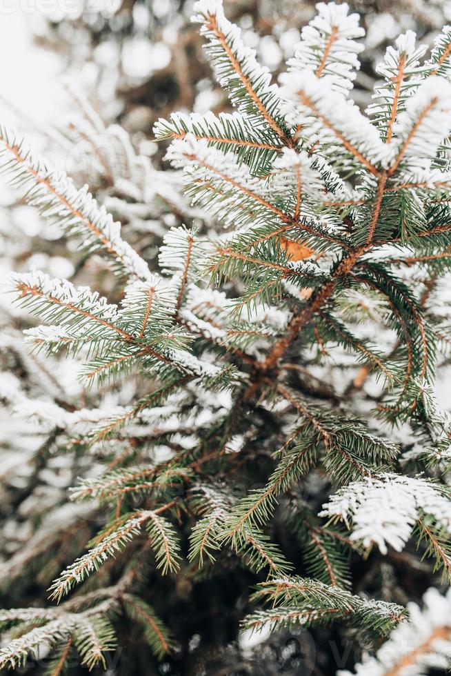 Close-up of a spruce branch in winter under the snow new year tree and christmas mood photo