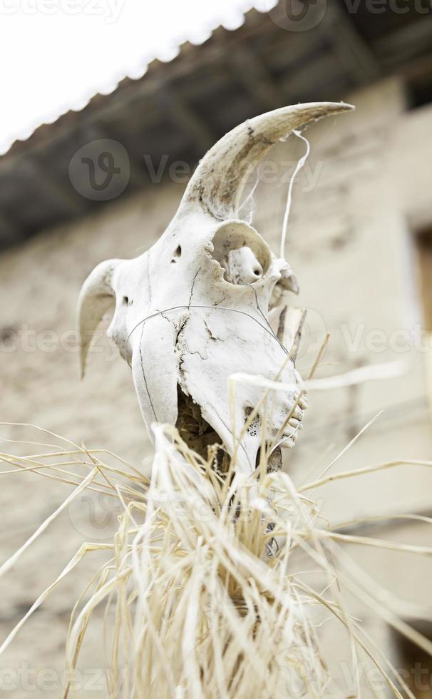 Skull of dead goat photo