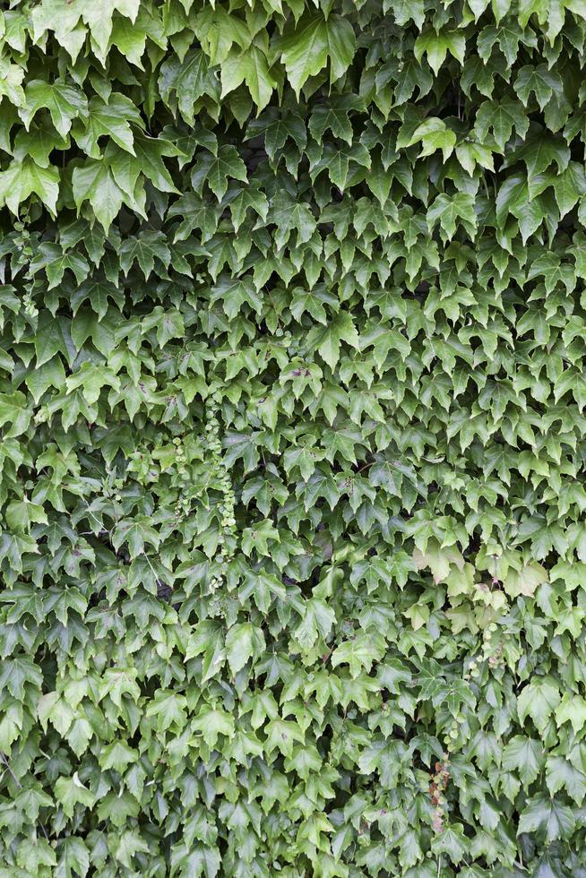 Wall of green ivy photo