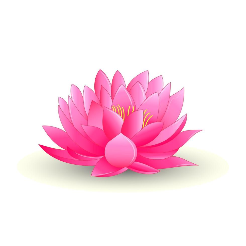 Ilustración de flor de loto rosa aislado sobre fondo blanco. vector