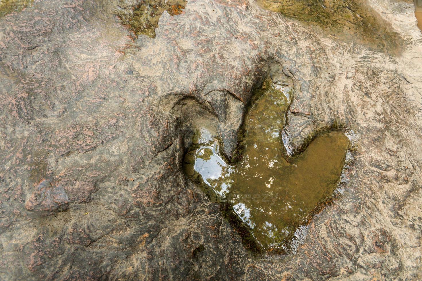 Huella de dinosaurio carnotaurus en el suelo cerca del arroyo en el parque forestal nacional de phu faek foto