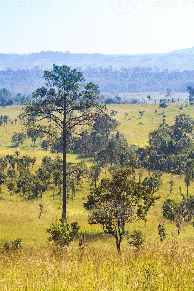 Savannah field and pine tree photo