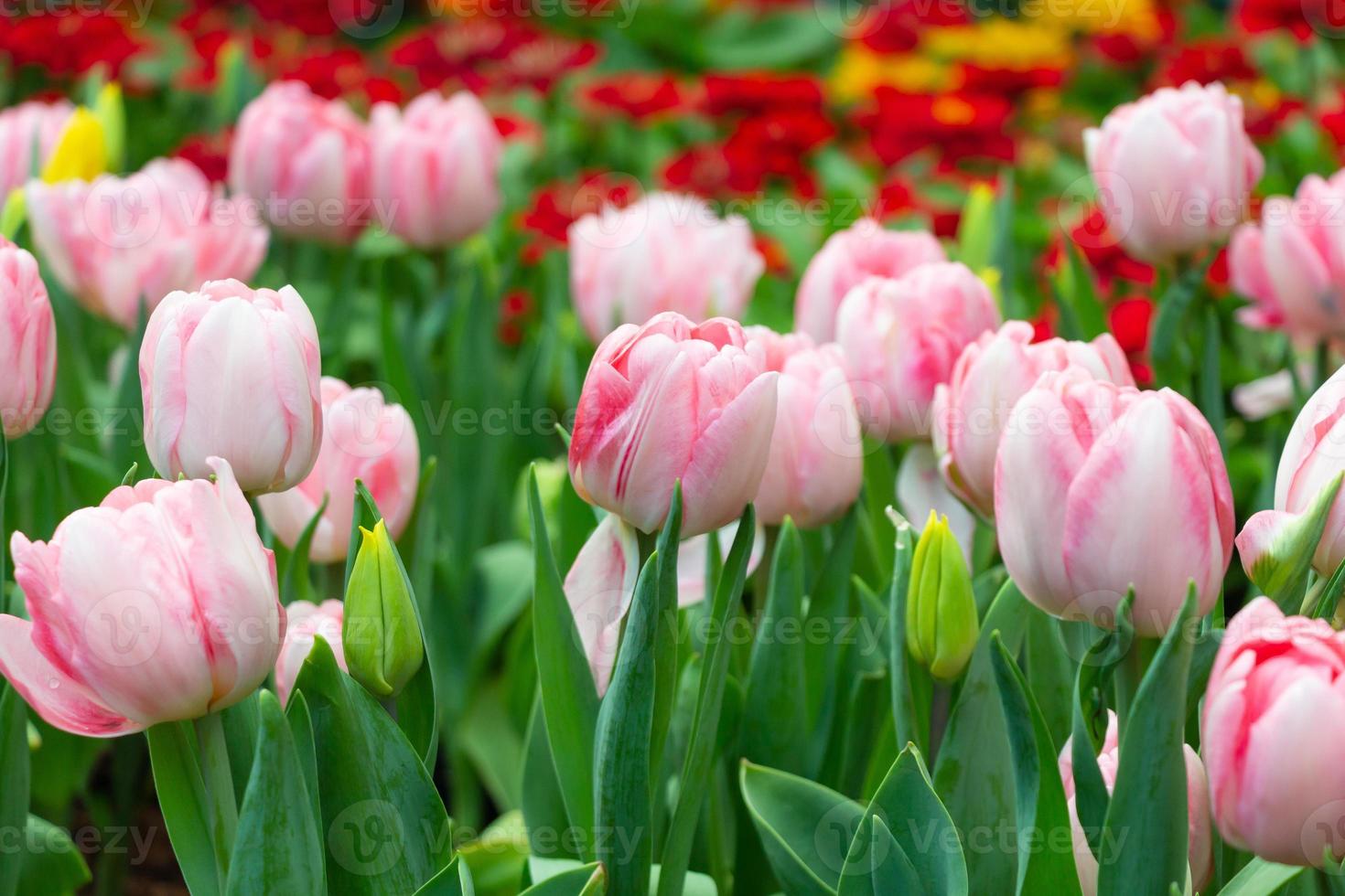 flores de tulipán en jardín foto