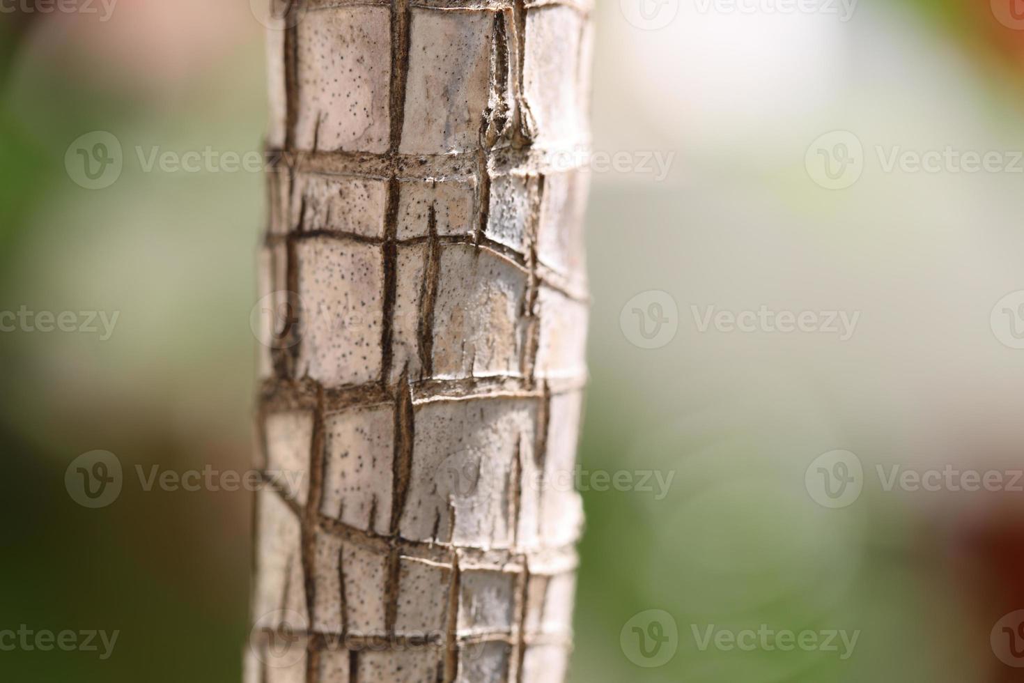 imagen macro de madera foto