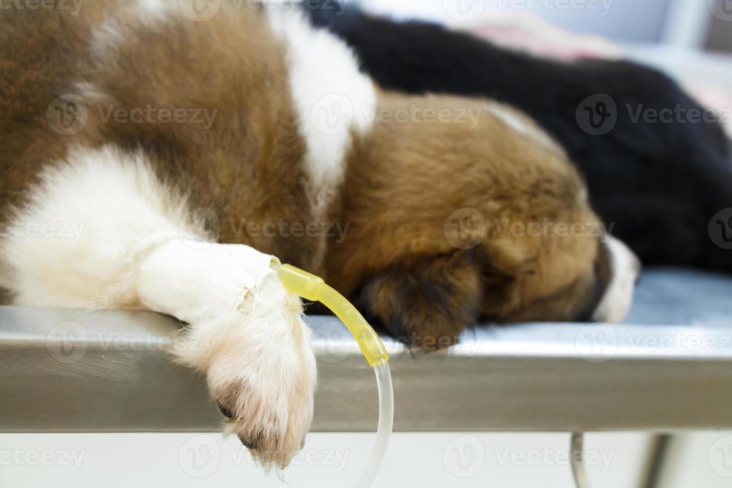 Perro tailandés con goteo intravenoso en la mesa de operaciones en la clínica veterinaria foto