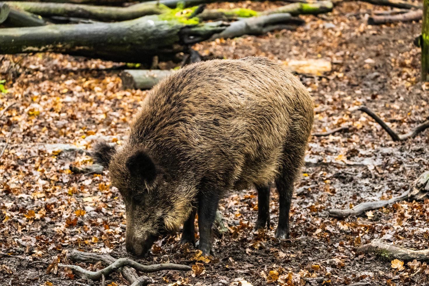 Wild boar in the forest photo