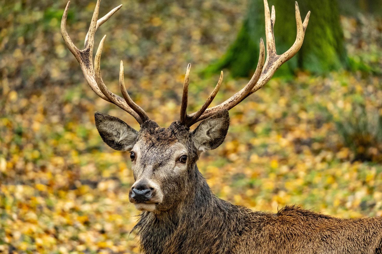 Deer in the forest photo