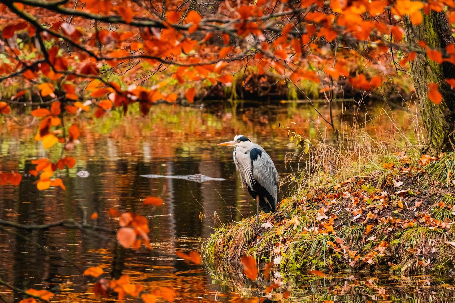 Close up of wild bird photo