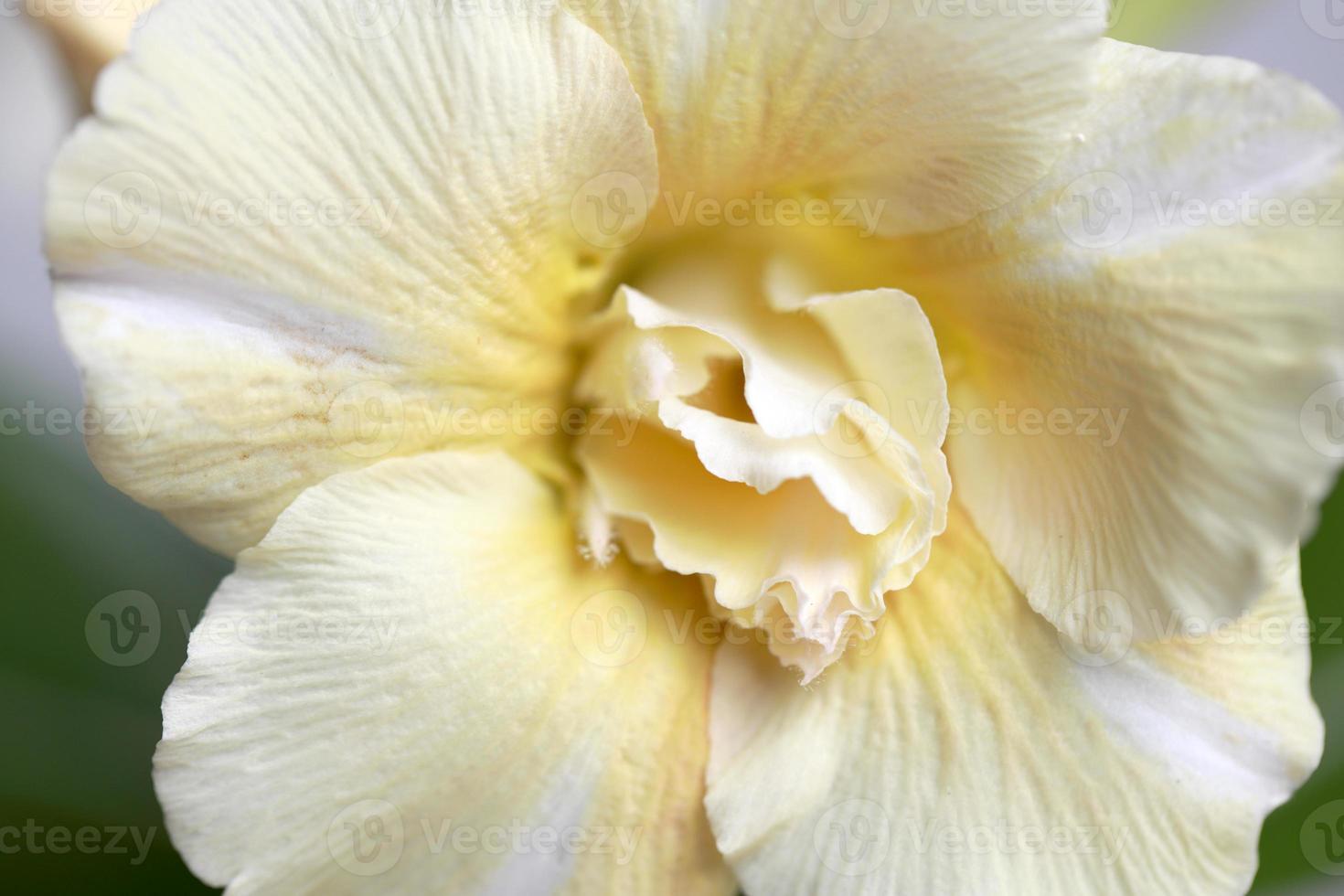 Desert Roses Flower photo