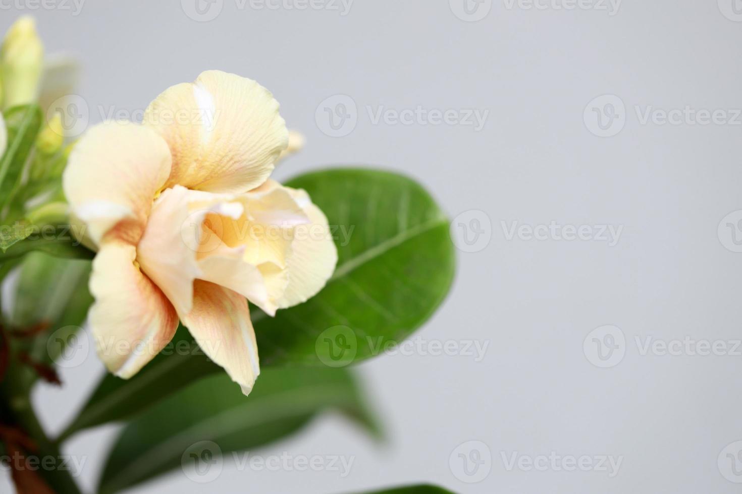 Desert Roses Flower photo