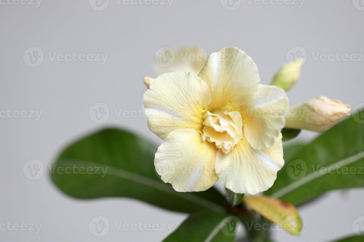 Desert Roses Flower photo