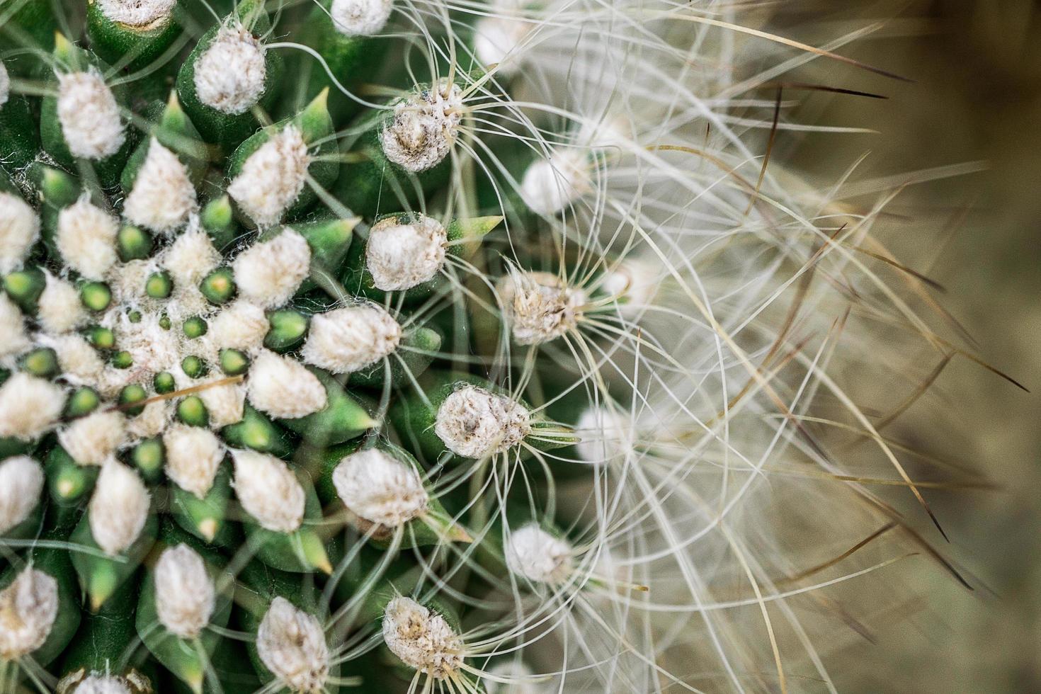 macro de cactus de cerca foto