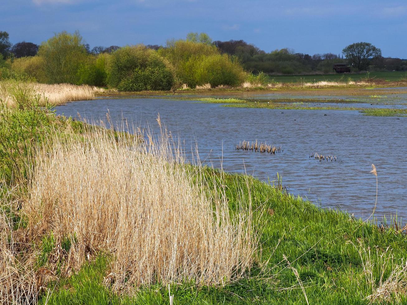 Pradera inundada en Wheldrake Ings North Yorkshire, Inglaterra foto