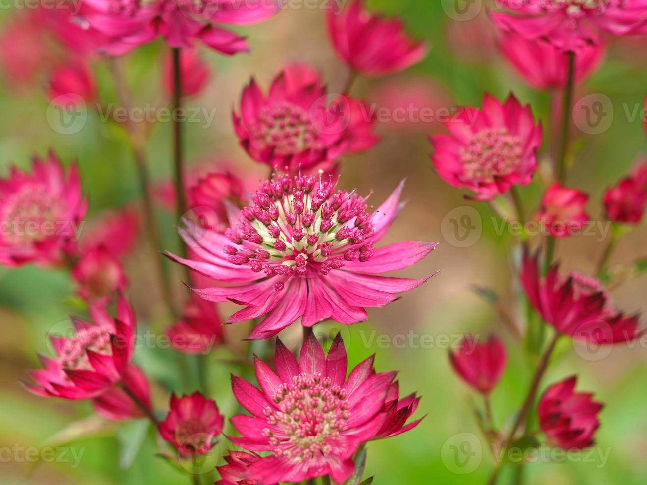 Primer plano de rosa Astrantia carniolica rubra flores en un jardín. foto