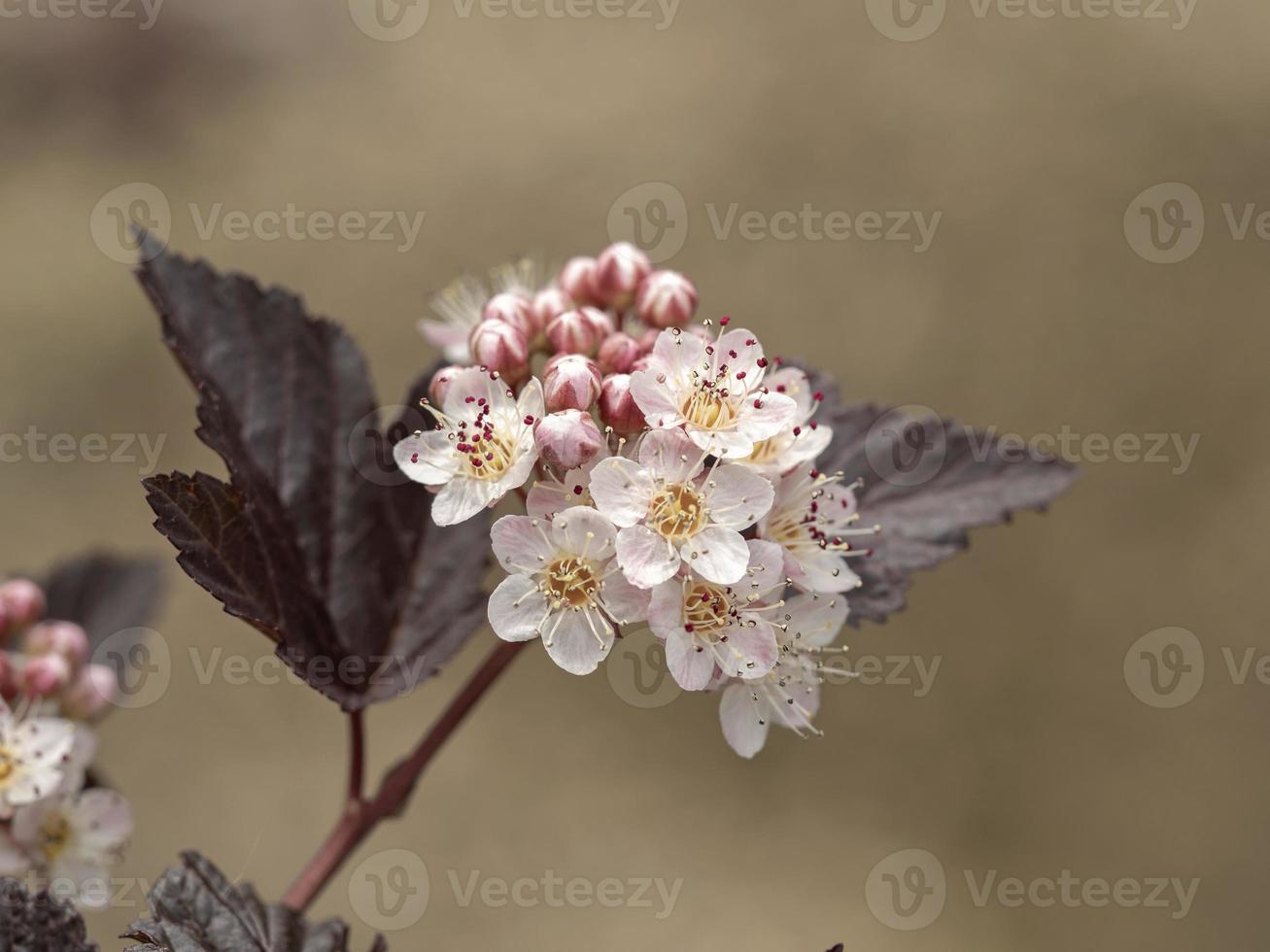 hermosa flor de nueve corteza physocarpus opulifolius dama en rojo foto