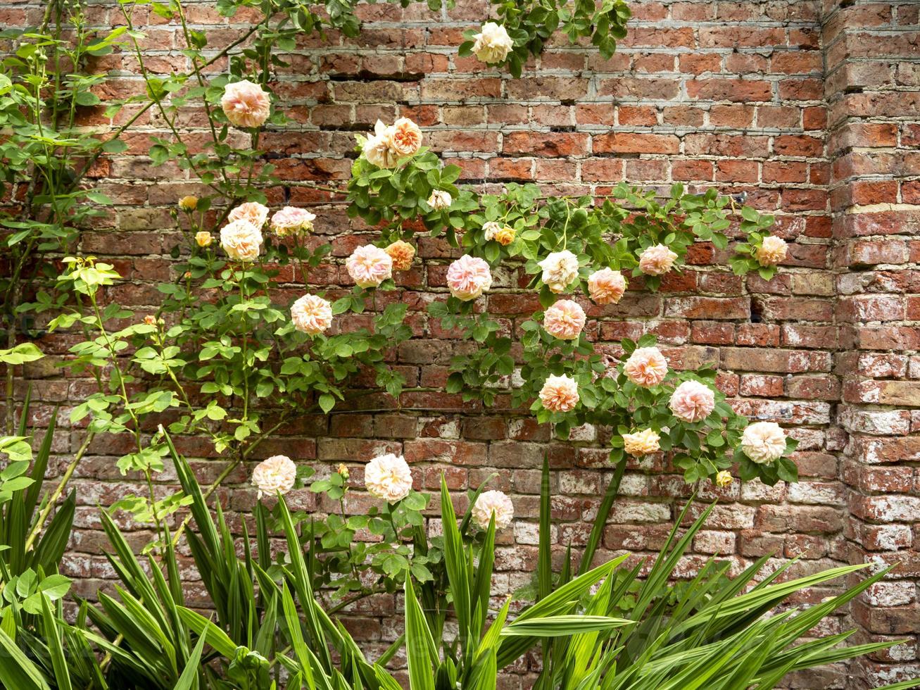 Beautiful climbing roses flowering in a walled garden photo