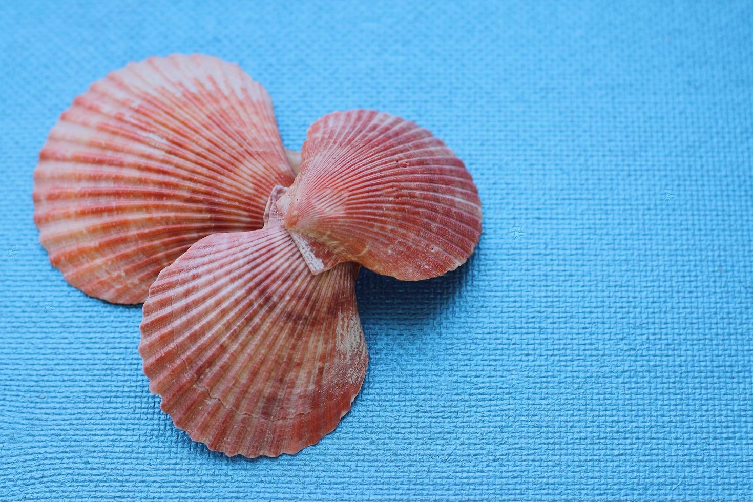 Composition of exotic sea shells of different forms top view photo