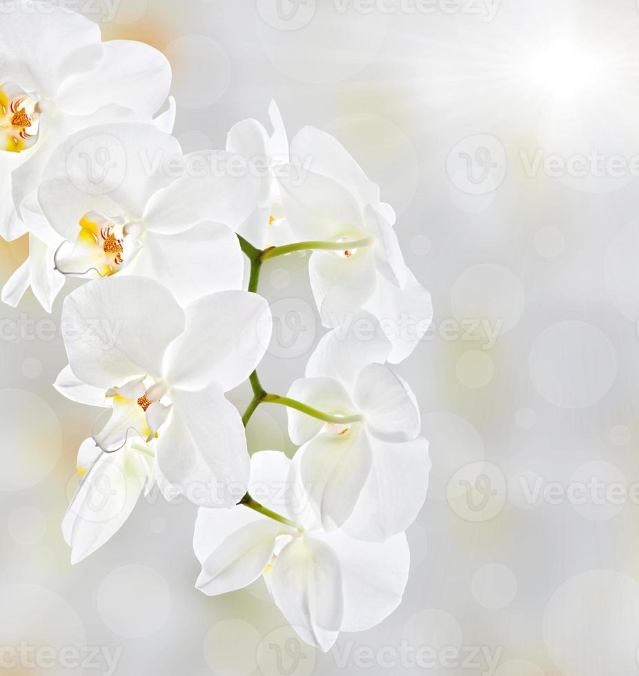 Soft floral background photo