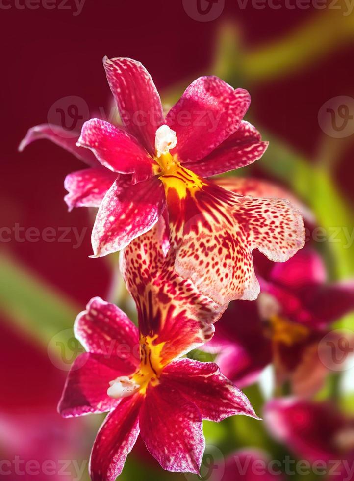 Beautiful red Cambria orchid flowers photo