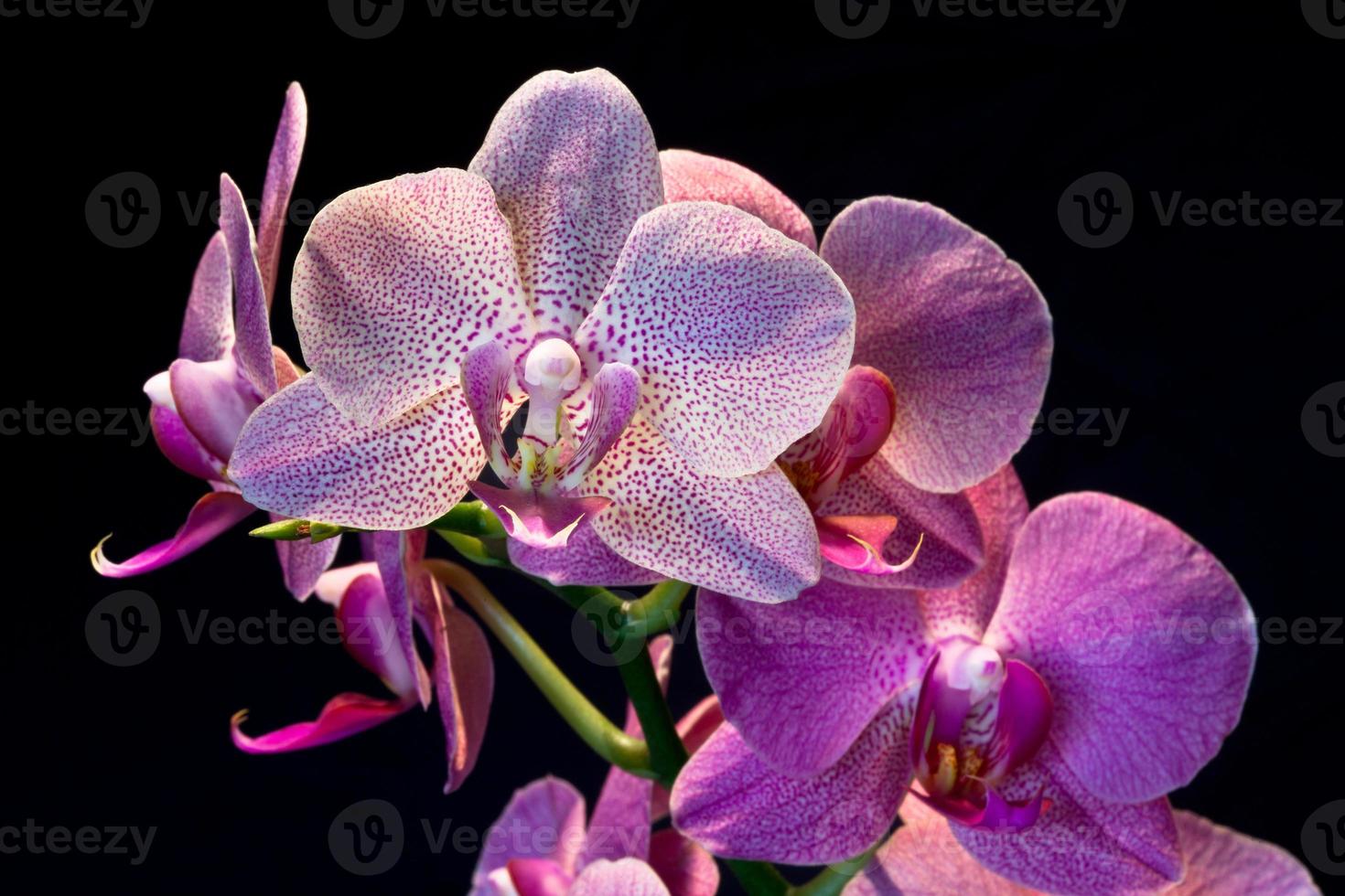 Phalaenopsis. Orchid flower photo