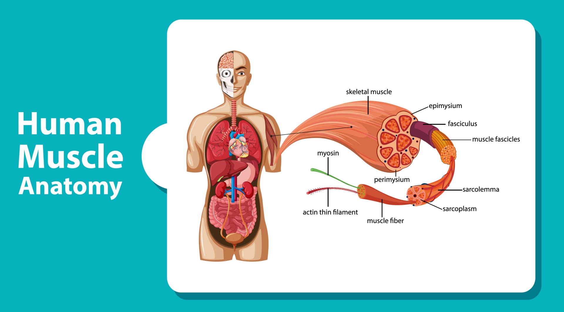 Human muscle anatomy with body anatomy 2845456 Vector Art at Vecteezy Biology Diagrams