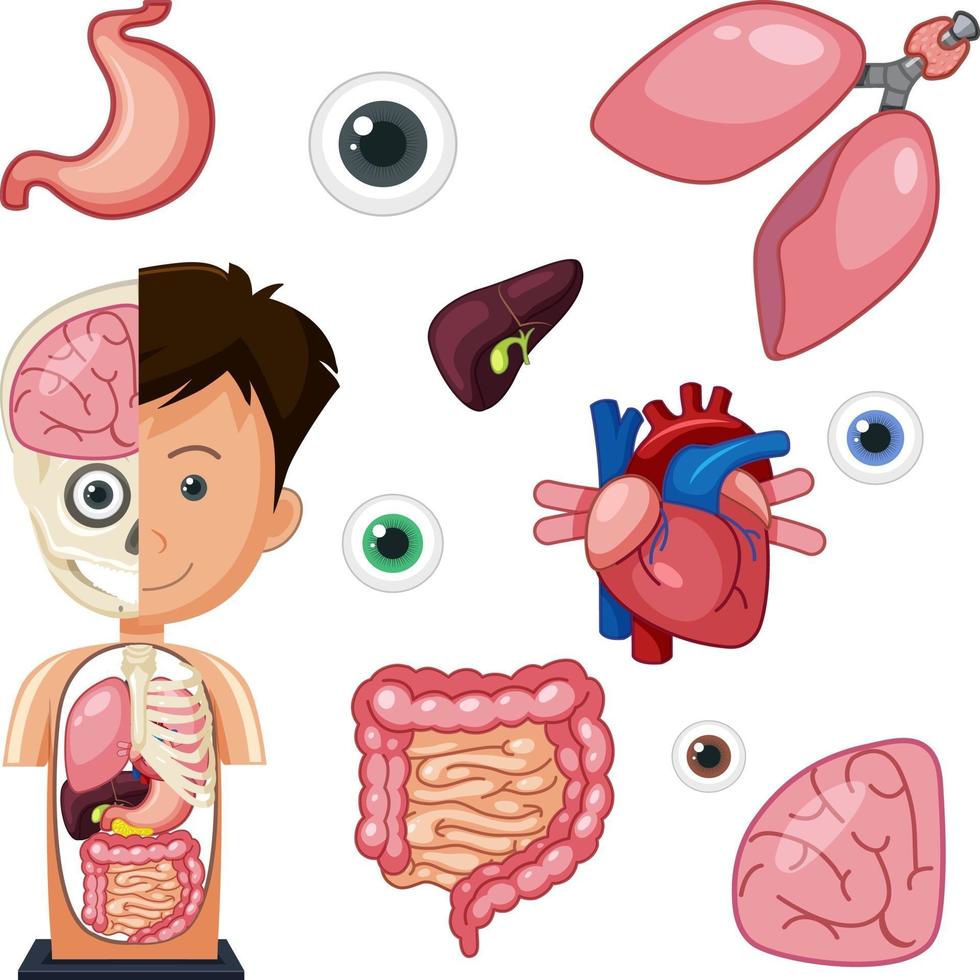 objetos de anatomía de partes humanas vector