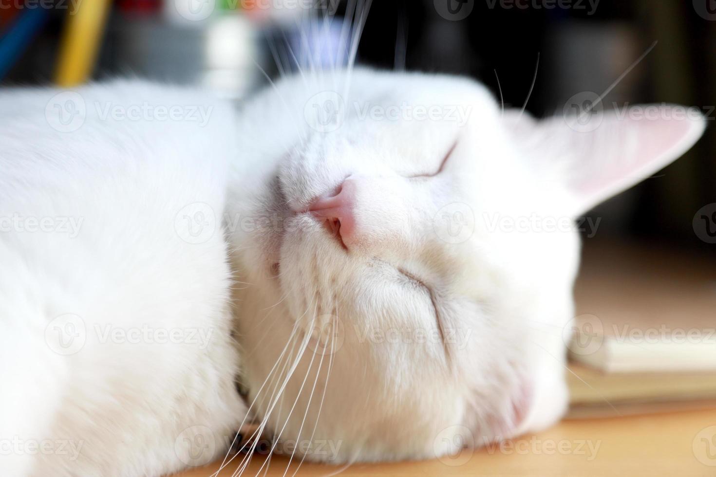 Cat Relax on Desk photo