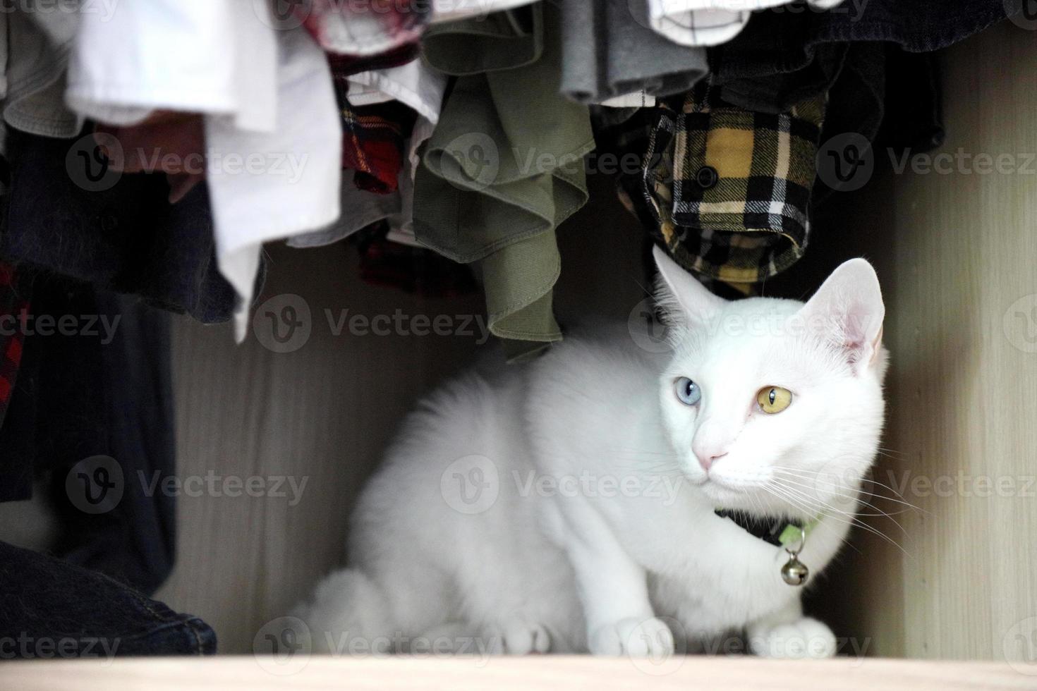 gato y armario foto