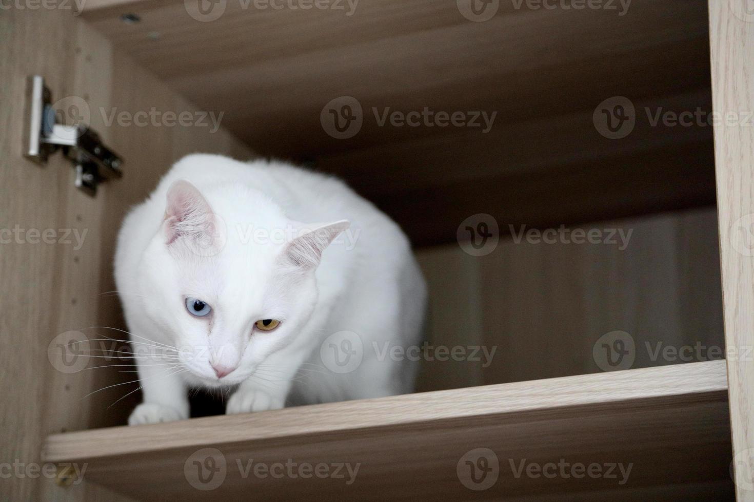 Cat and Wardrobe photo