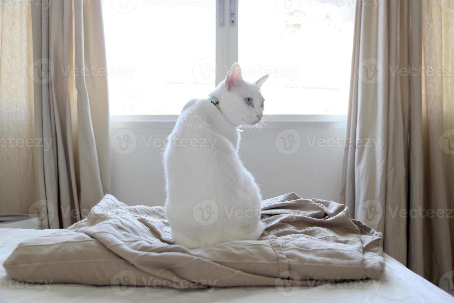 gato blanco relajado foto