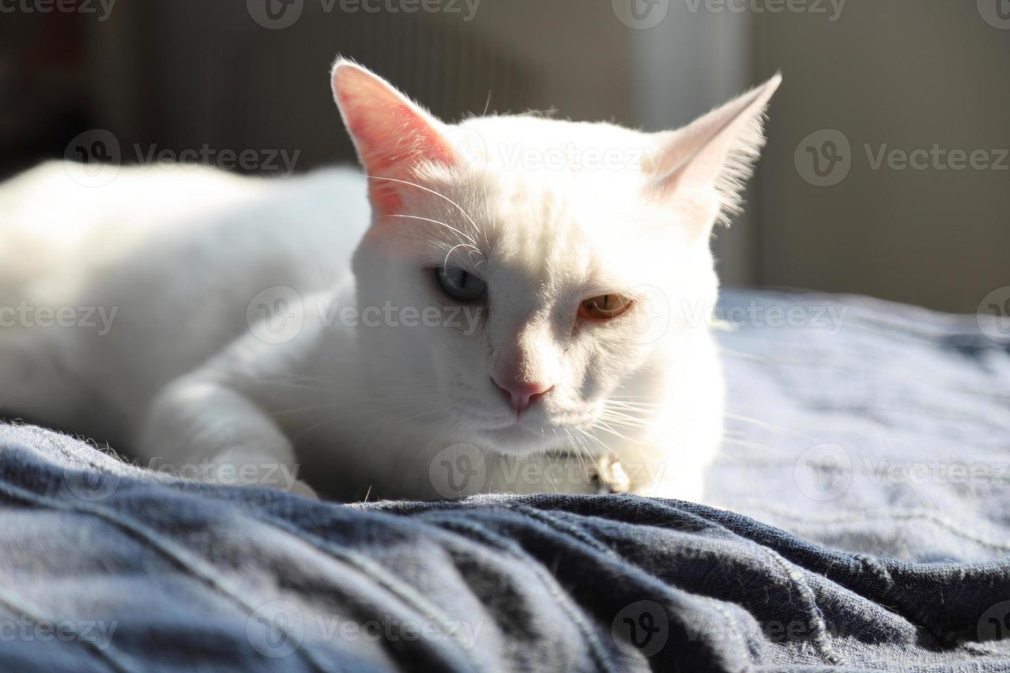 Relax White Cat photo