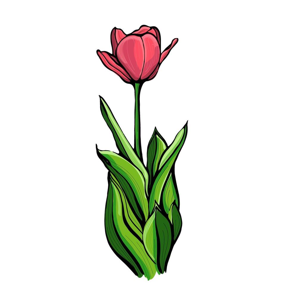 Ilustración de boceto con tallo de tulipán verde dibujado a mano.Tulip en un tallo con hojas, aislado en una ilustración de vector de fondo blanco. botánico, diseño floral para postales, textiles, impresión