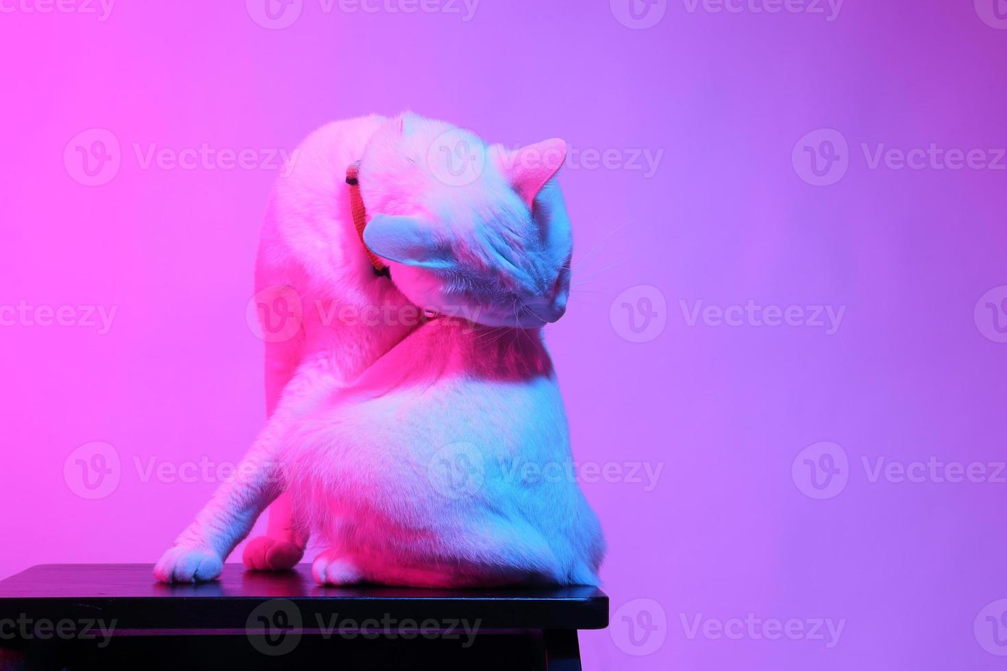 lindo gato en iluminación de gel foto