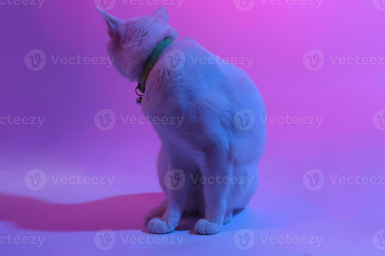 lindo gato en iluminación de gel foto