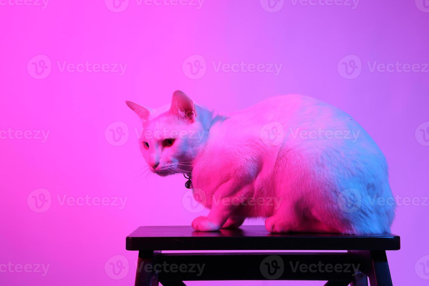 lindo gato en iluminación de gel foto