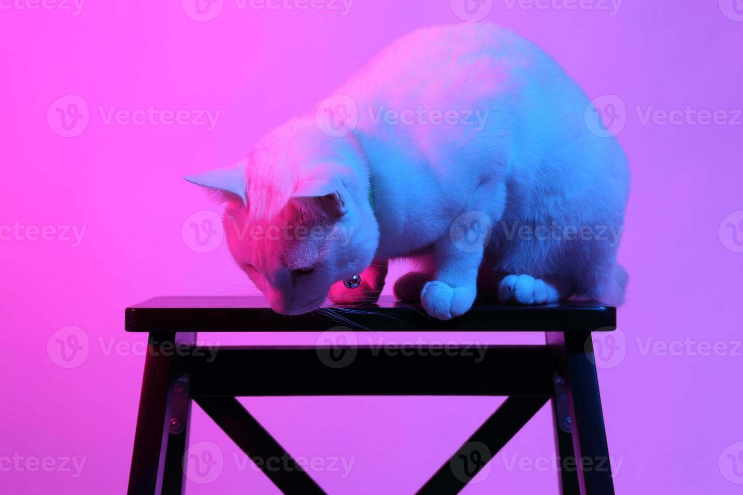 lindo gato en iluminación de gel foto