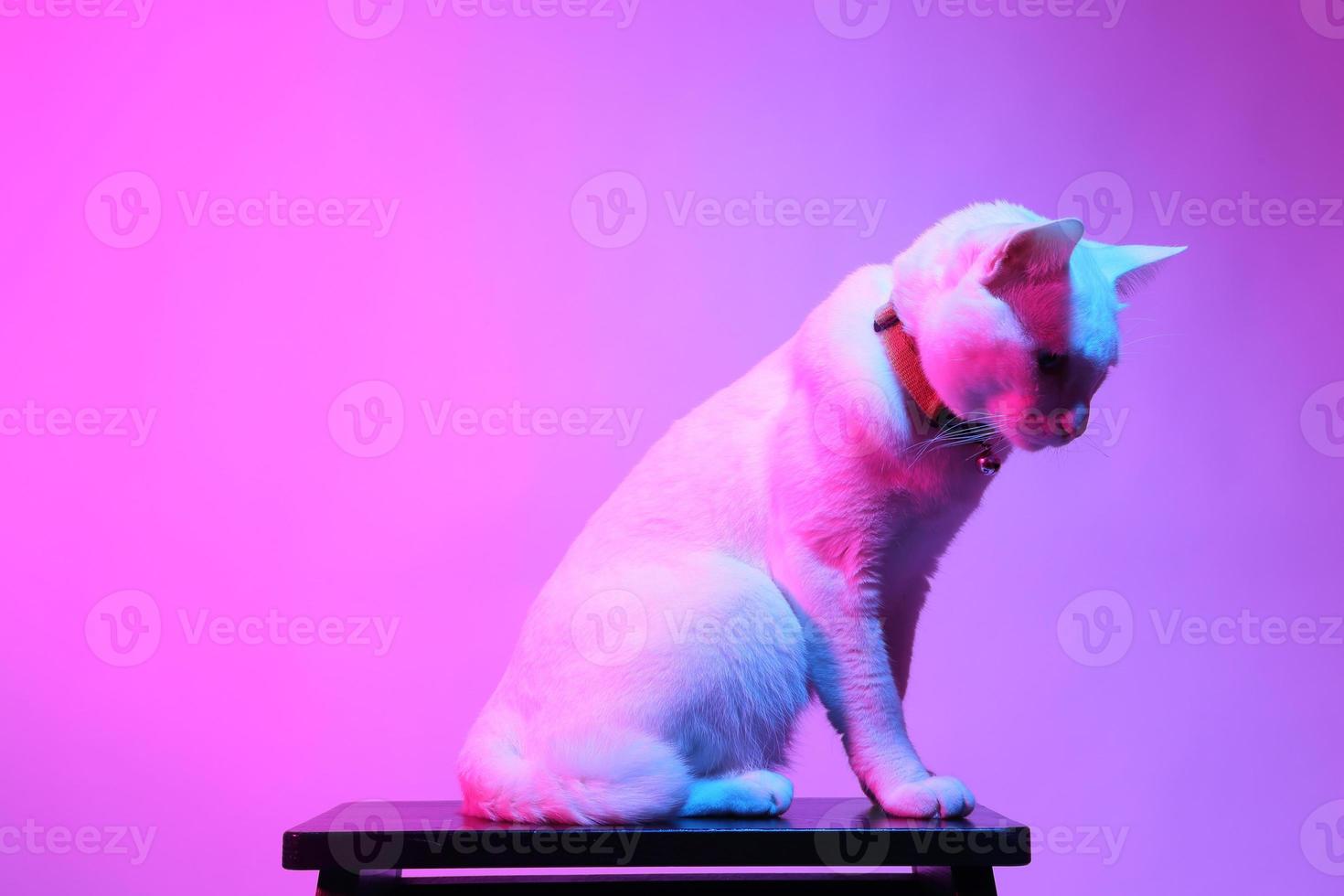 lindo gato en iluminación de gel foto