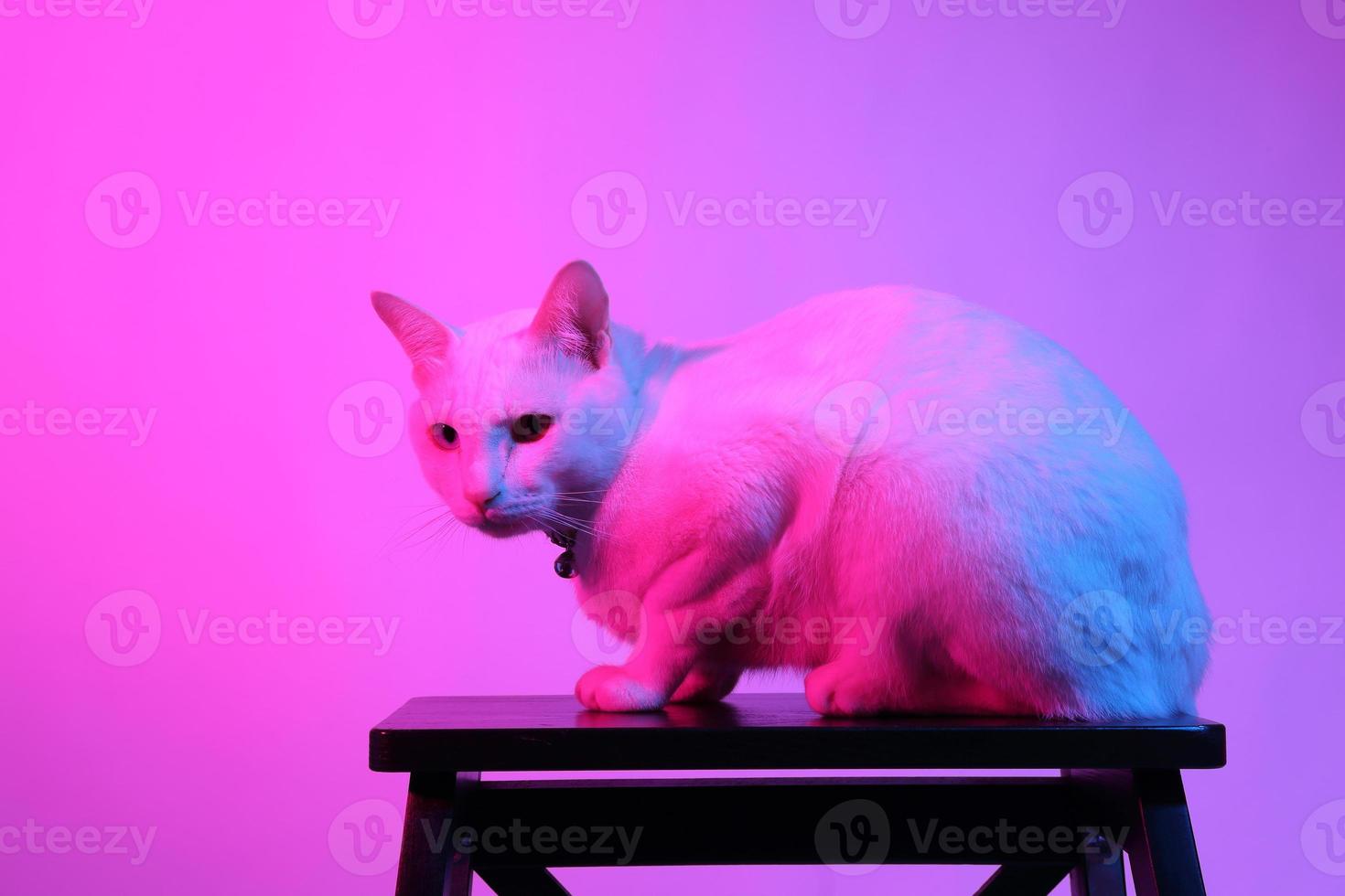 lindo gato en iluminación de gel foto