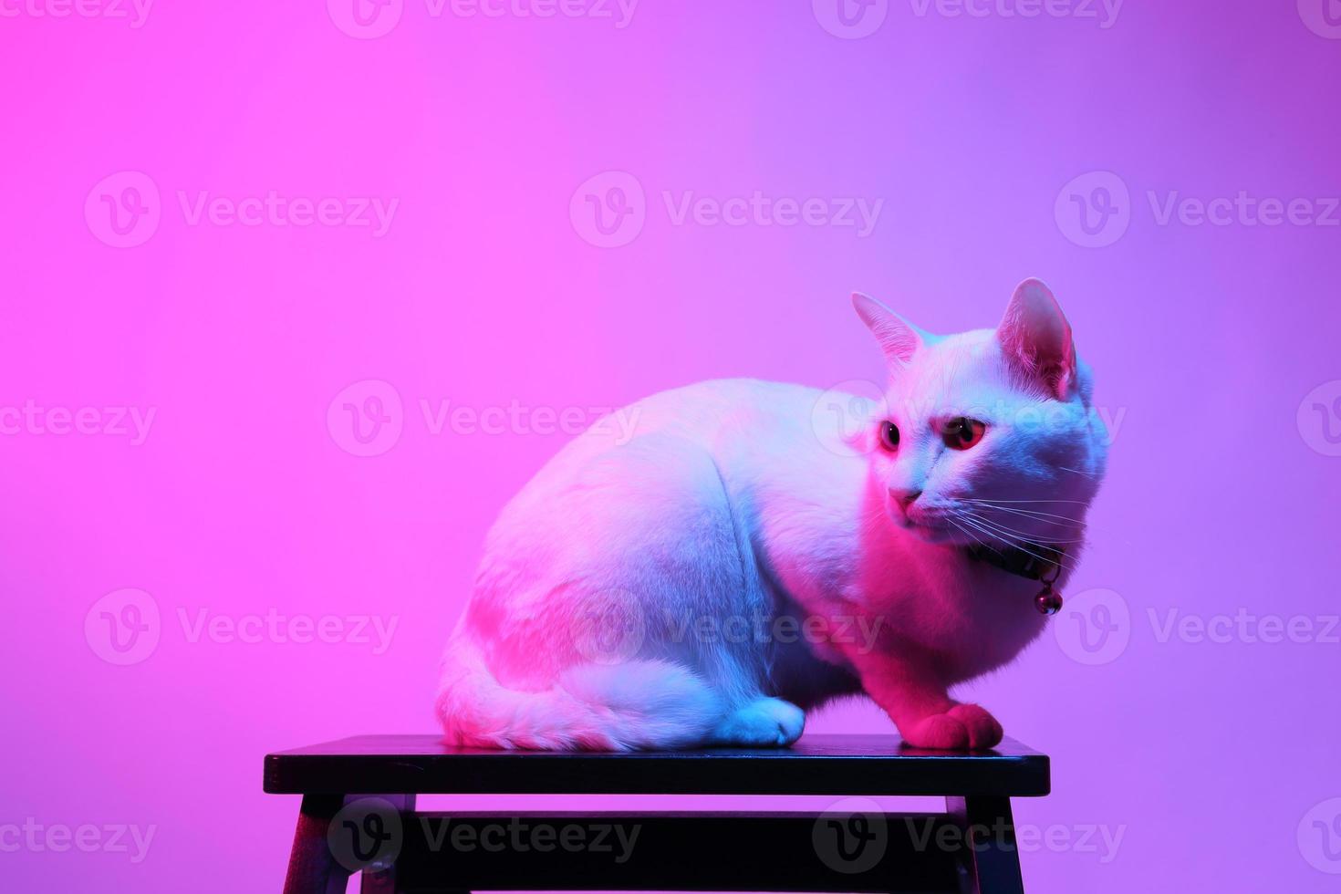 lindo gato en iluminación de gel foto