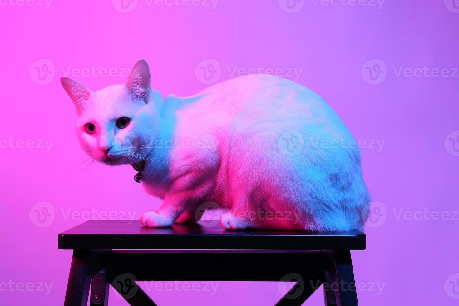 lindo gato en iluminación de gel foto