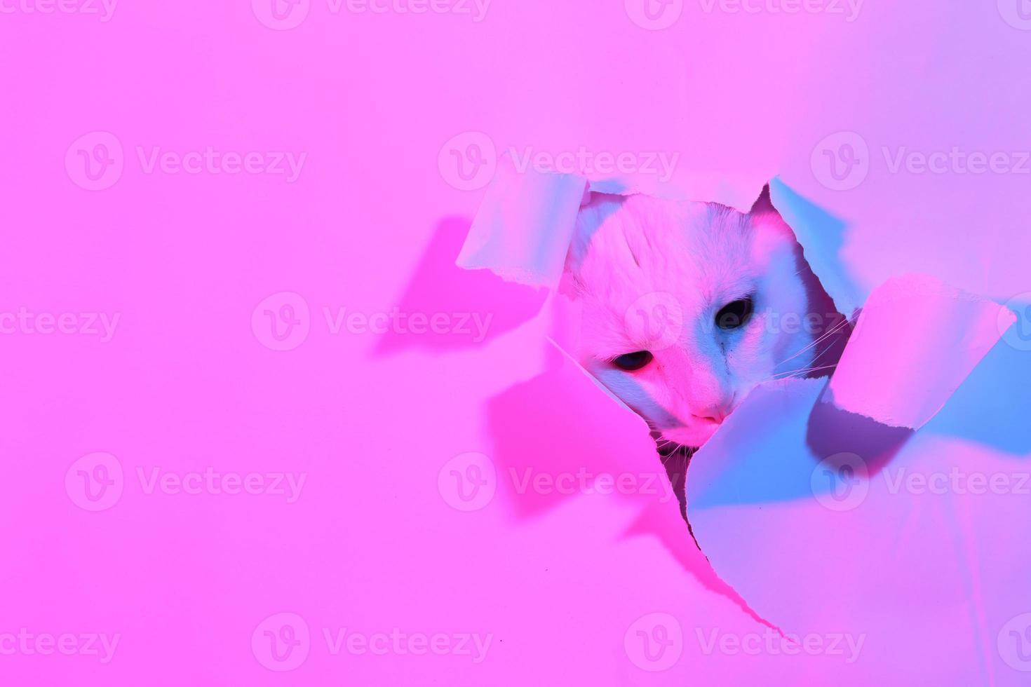 Cute Cat in Gel Lighting photo