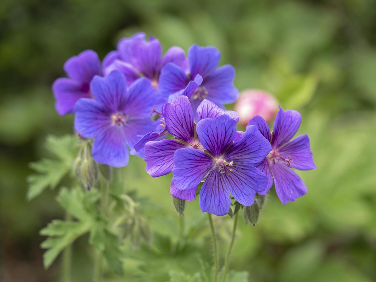 Hermosas flores de geranio cranesbill geranium x magnificum en un jardín con enfoque selectivo foto