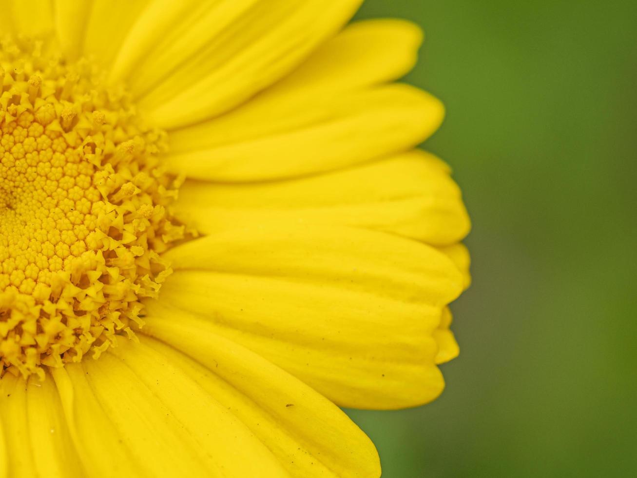 Closeup of half of a bright yellow garland chrysanthemum flower photo