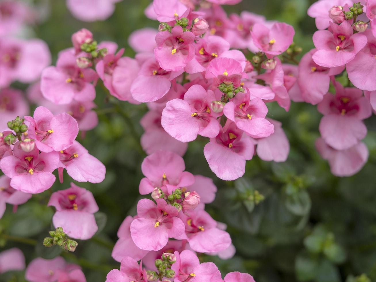Bonitas flores rosas de twinspur diascia lila belle 2848794 Foto 
