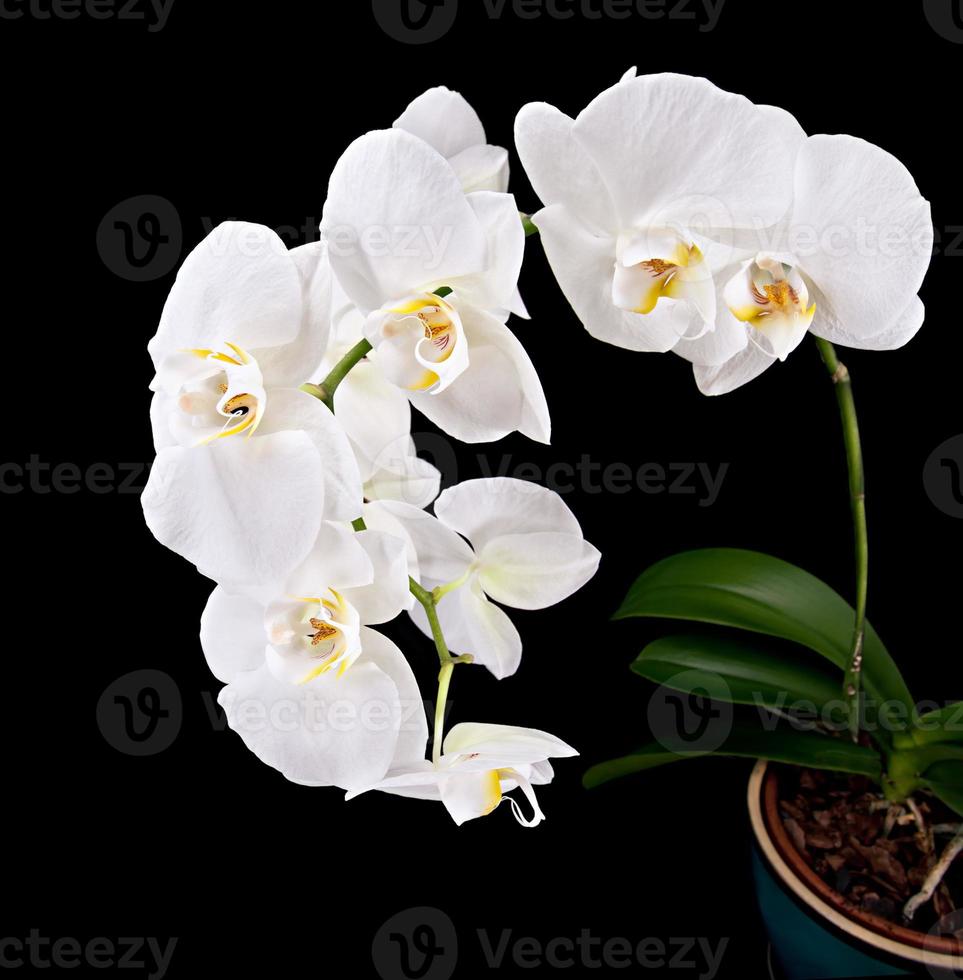 flor de la orquídea phalaenopsis foto